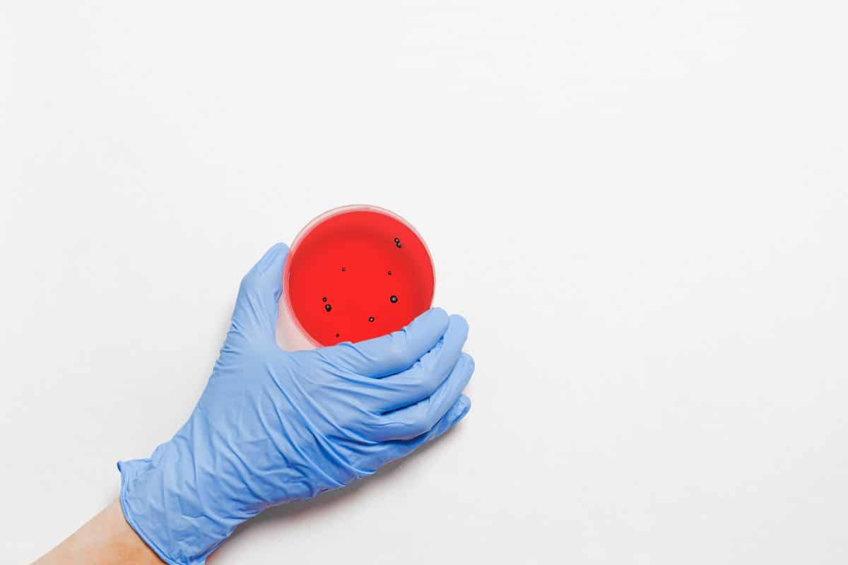 A researcher wearing a glove while holding a petri dish. 